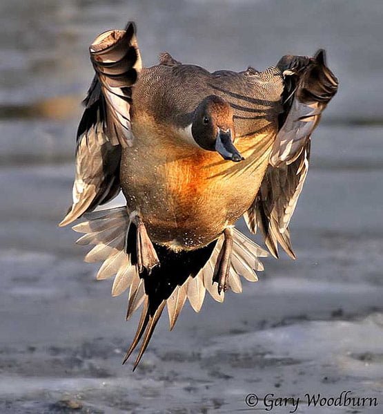 04 Cautious Landing on Ice in 20 Examples of Perfectly Timed Animal Photography