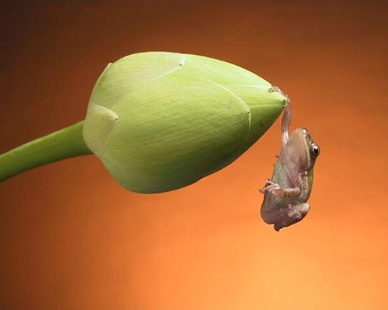 14 Hanging Frog in 20 Examples of Perfectly Timed Animal Photography