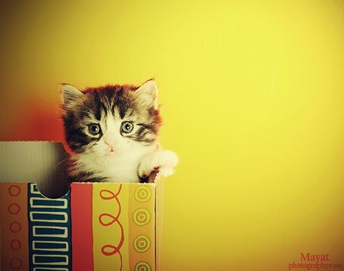Cute Look Kitten in Cute Animals Pictures