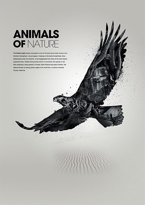 images of nature. Eagle in Animals of Nature