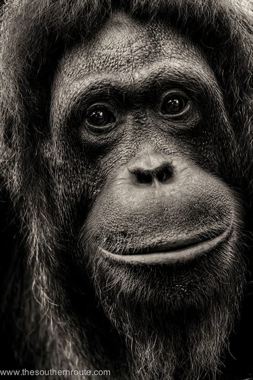 primates orangutan versos sussy bornean 500px boostinspiration tiere