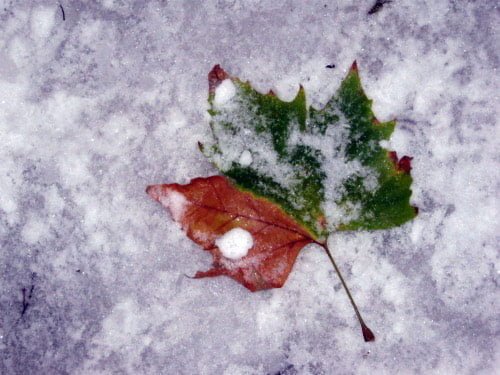 04-Frozen-Leaf.jpg