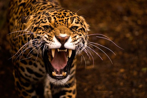 jaguar animal endangered