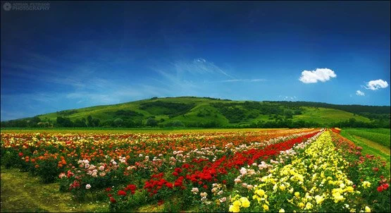 Colorful Nature Photo