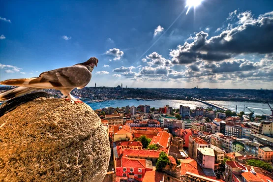 Kus Bakisi Istanbul | Nature Photography