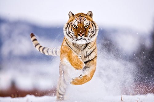 The Wild Life Photography: Pictures of Animals