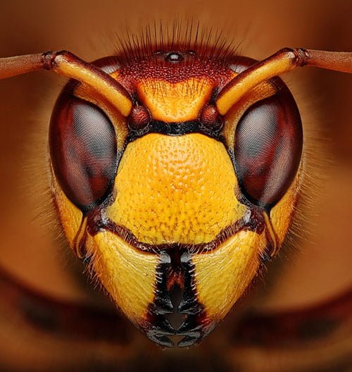 Super Macro Photography – Detail You Might Never Seen Before