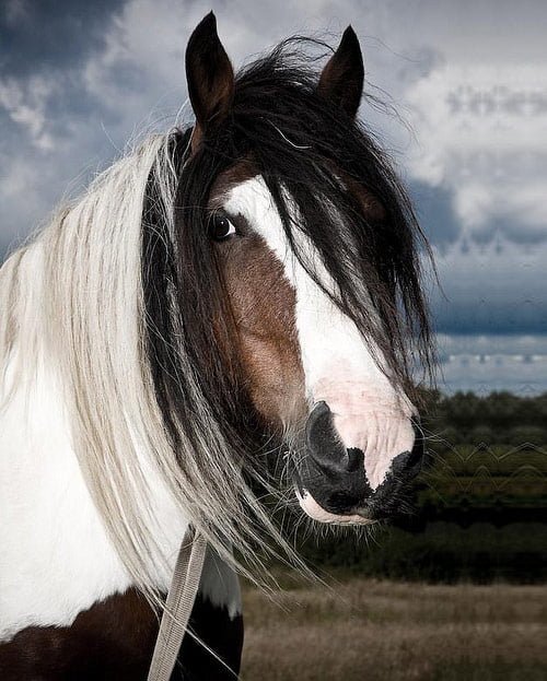 25 Amazing Horse Pictures