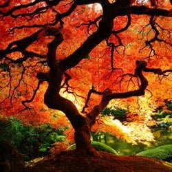 20 Most Impressive Pictures of Trees