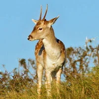 wildlife photos