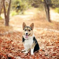 creative portraits of pet -dogs