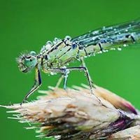 Stunning Images of Dragonflies Frozen in Time – Macro Photos
