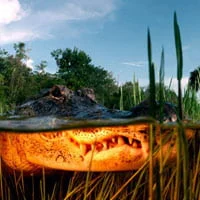 stumbleupon photography