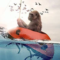 animals photo manipulations