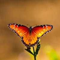 25 Beautiful Butterfly Photos