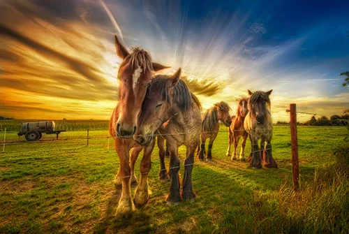 equine friendship